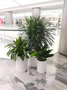 镇海盆景租赁设计